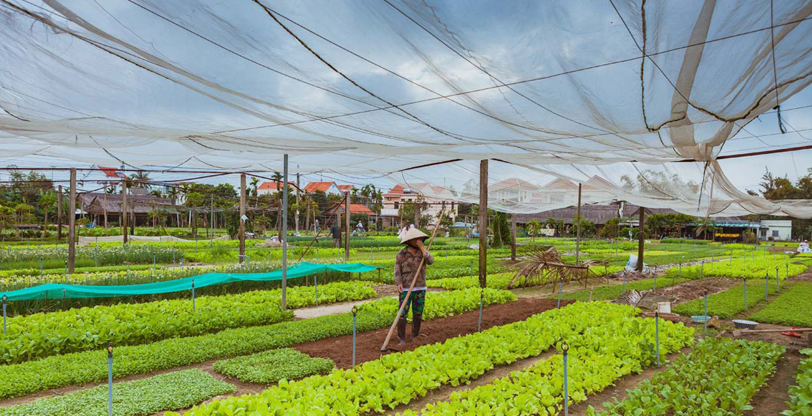 Hoi An Eco Tour